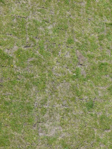 other grass  texture